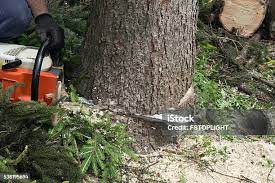Tree and Shrub Care in Greensboro, AL