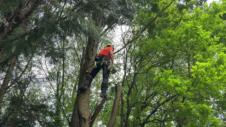 Best Tree Health Inspection  in Greensboro, AL