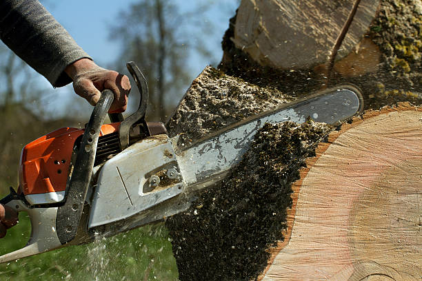 Best Lawn Maintenance Plans  in Greensboro, AL