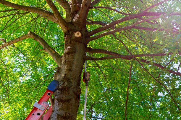 Best Tree Removal  in Greensboro, AL